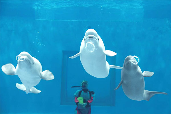 周辺情報詳細 公式 東横イン浜田駅北口 東横inn 島根県浜田市のビジネスホテル予約