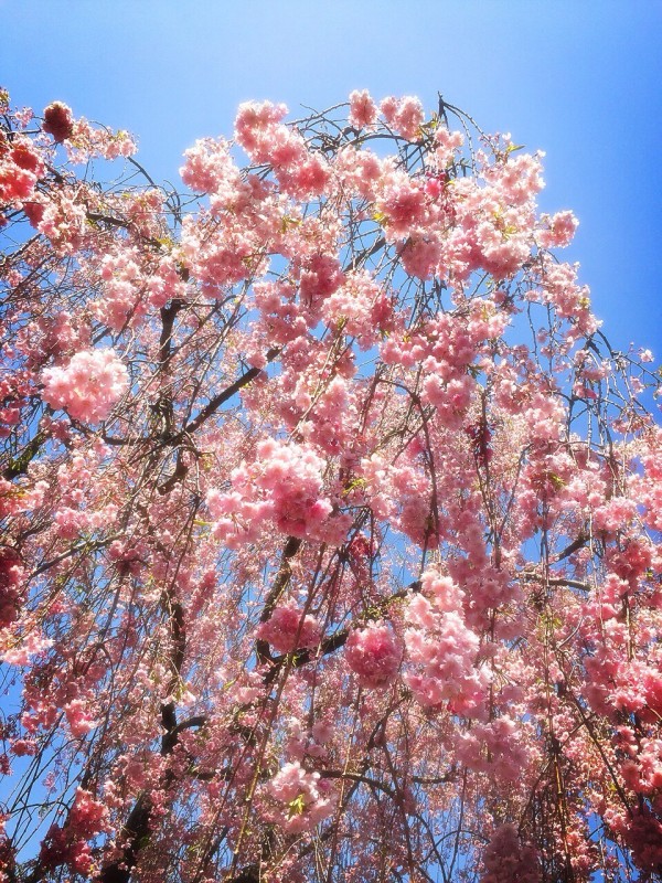 花見シーズンの桜