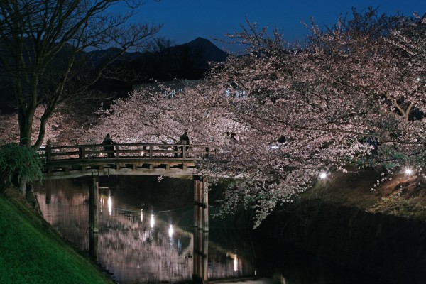 桜の時期のライトアップ