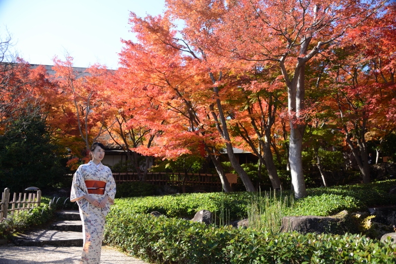 紅葉も見れます