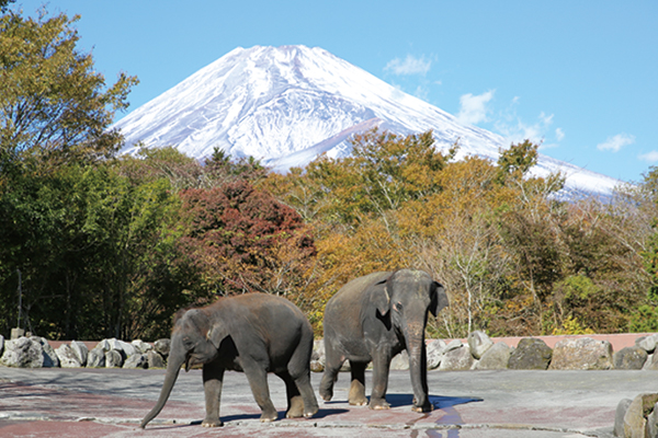富士山と象さん