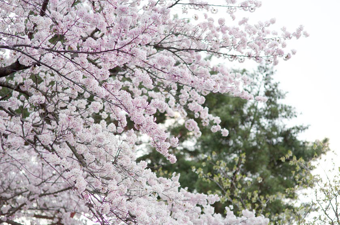 桜まつり(榴岡公園）