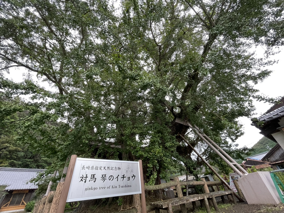 琴の大銀杏