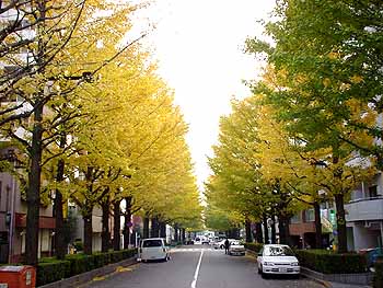 府中の名木百選「イチョウ並木」