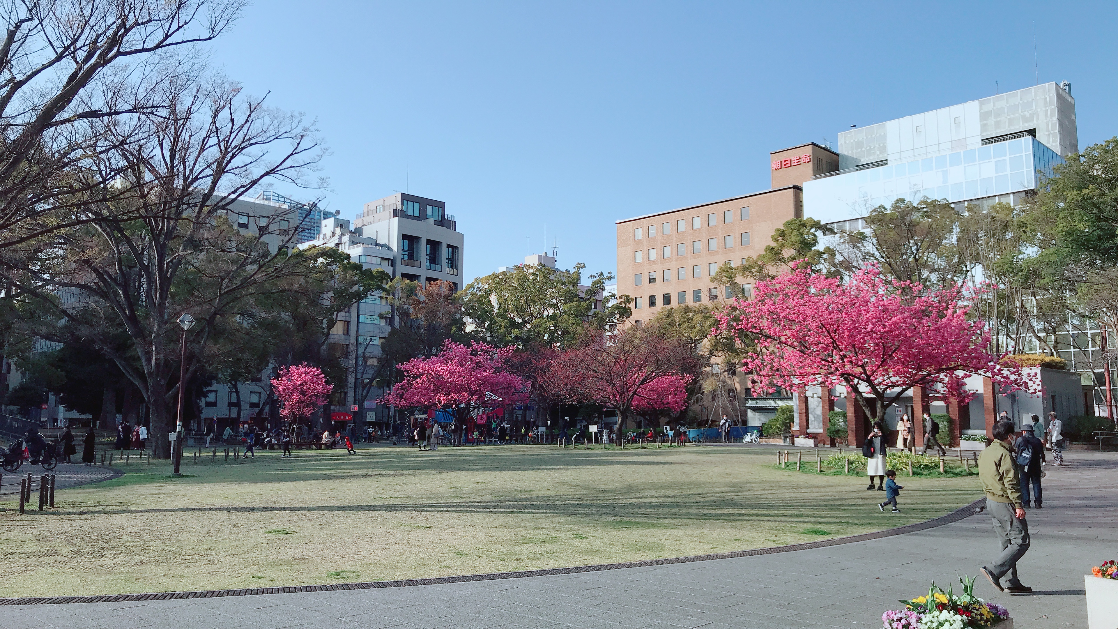 横浜公園内（桜）