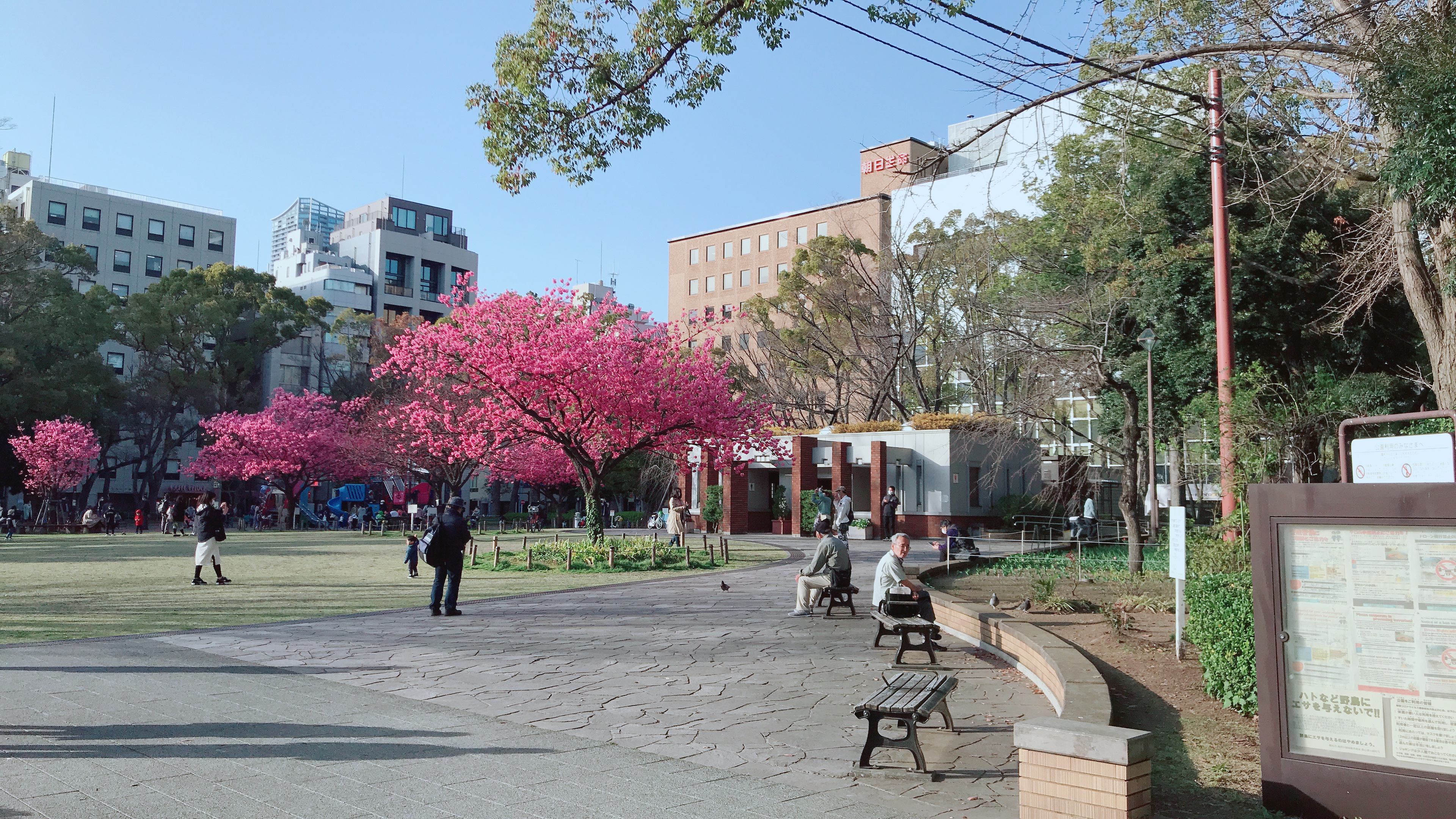 横浜公園内（桜2）