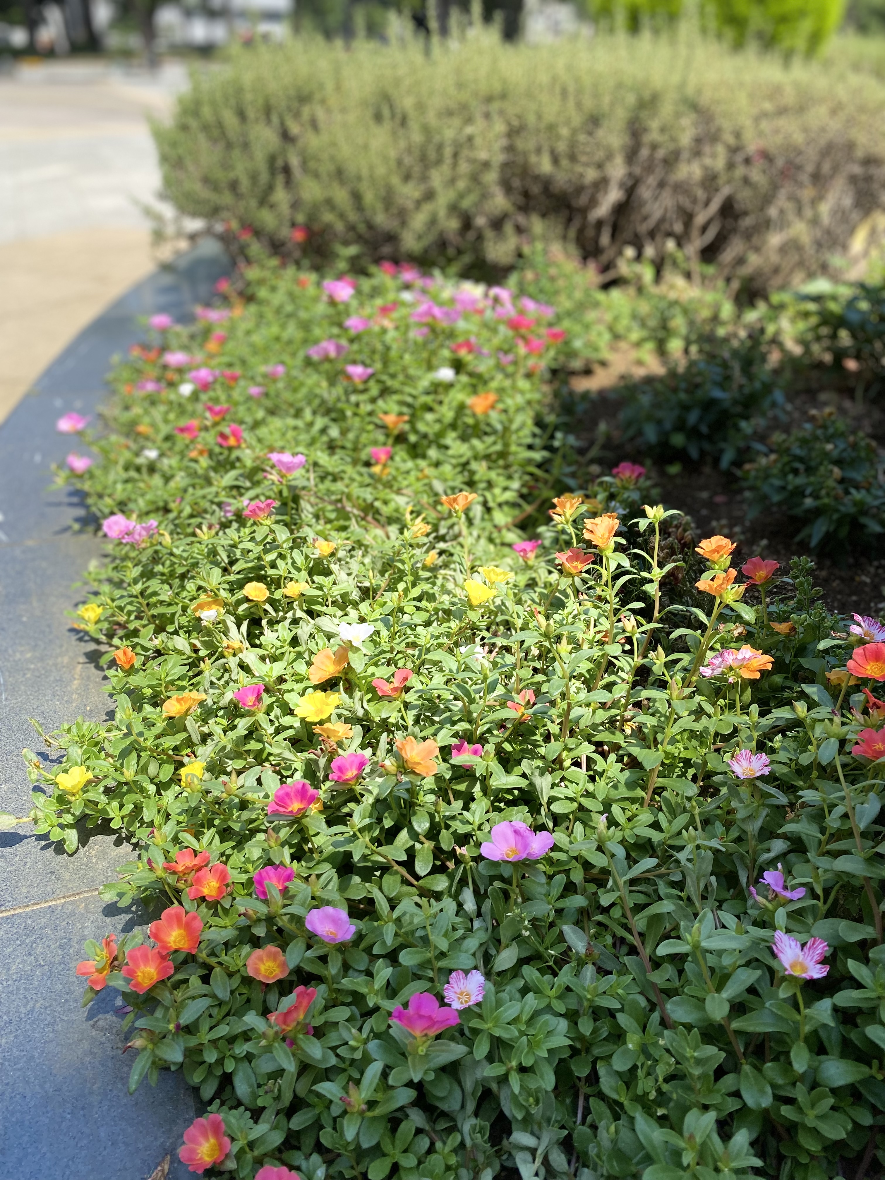 盛夏に咲く小さな花々