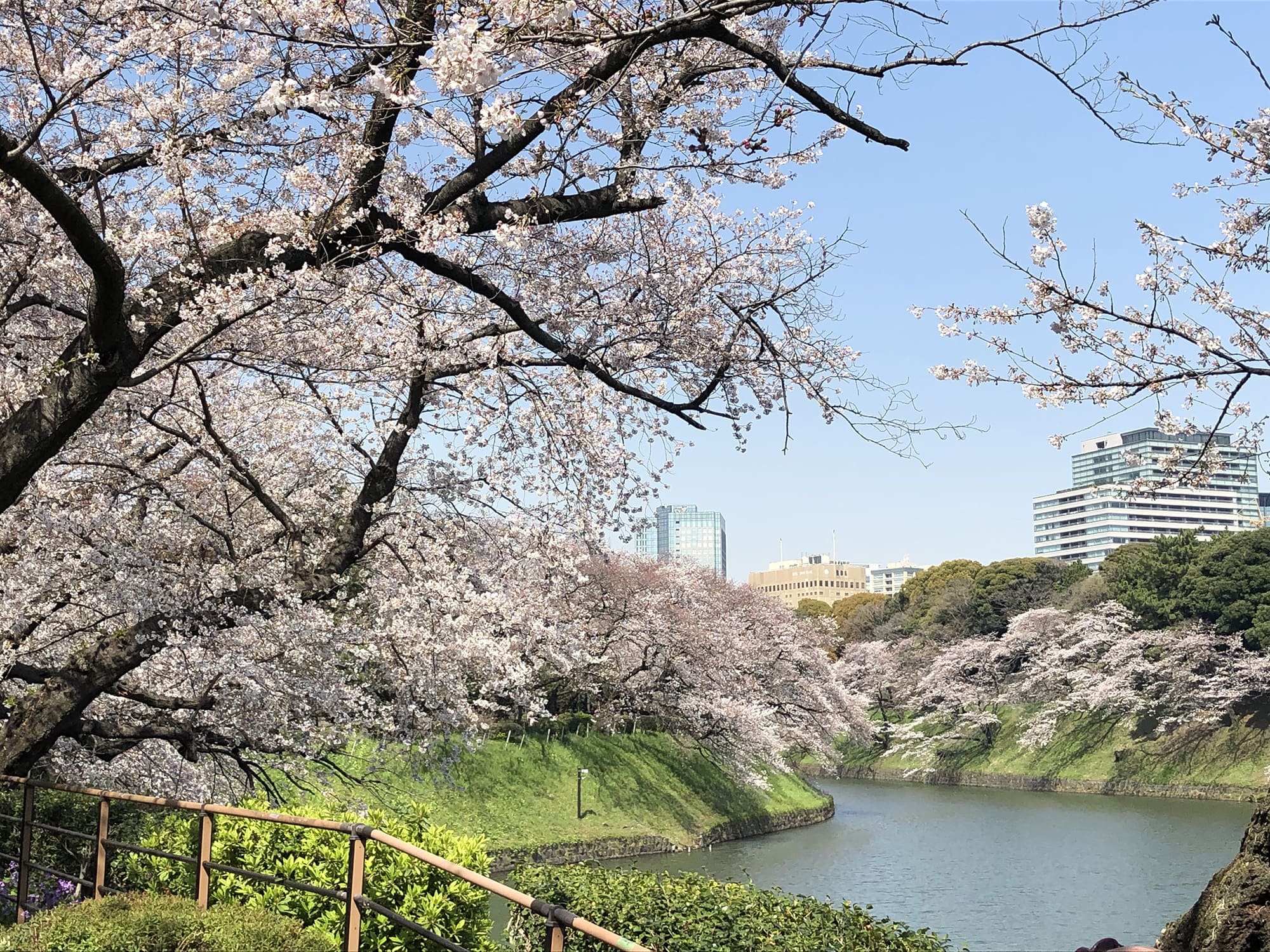 桜