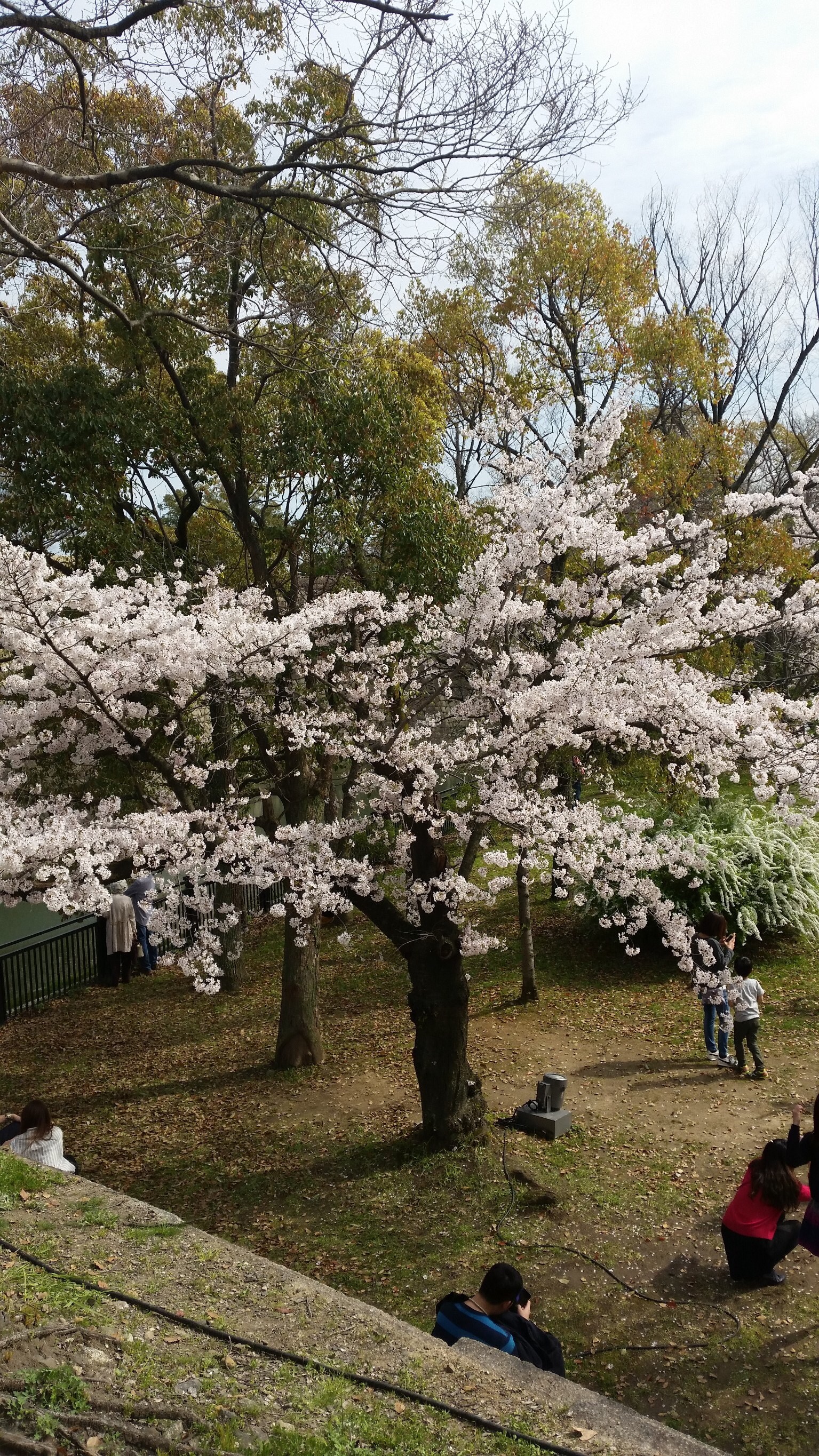 大阪城 花見