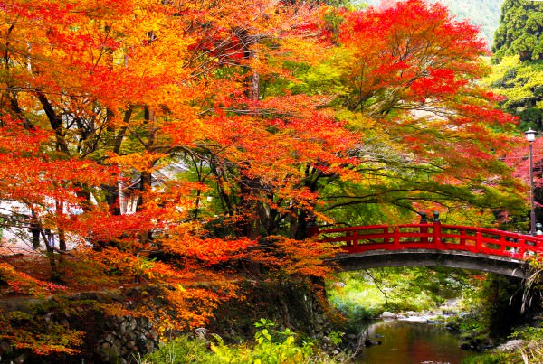 小国神社の紅葉